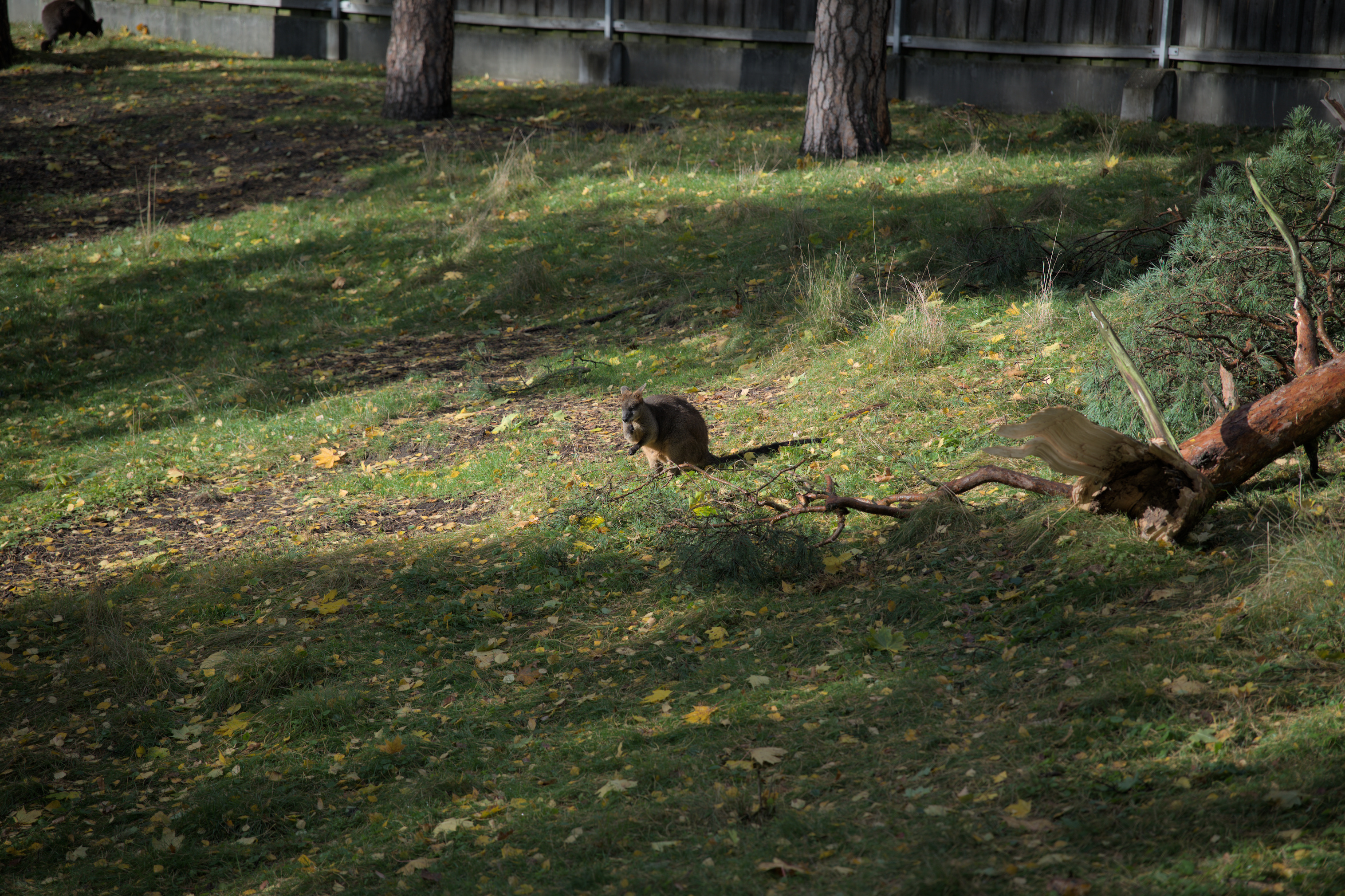 2025/10/12 - zoo/DSC_0310.jpg